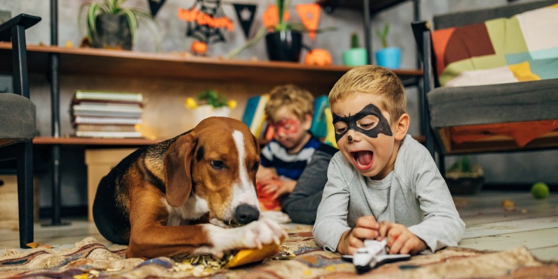 Playful dog and child
